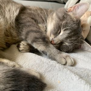 Meet your Posher, Rhiannon